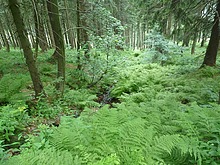 Z Harrachova na Dvora�ky a zp�t p�es Mumlavsk� vodop�dy