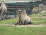 Liberec - ZOO (foto 6)