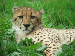 Dv�r Kr�lov� - ZOO & Safari Dv�r Kr�lov� nad Labem